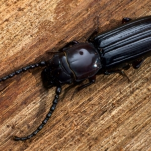 Passandra marginata at Mount Ainslie - 10 Jan 2024