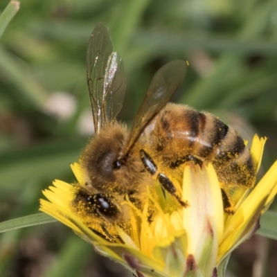 Apis mellifera (European honey bee) at Fraser, ACT - 10 Jan 2024 by kasiaaus