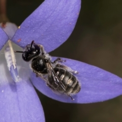 Leioproctus sp. (genus) (Plaster bee) at Dunlop Grasslands - 10 Jan 2024 by kasiaaus