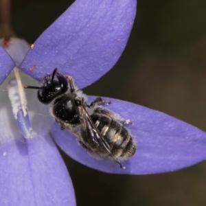 Leioproctus sp. (genus) at Fraser, ACT - 10 Jan 2024