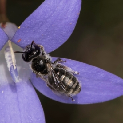 Leioproctus sp. (genus) (Plaster bee) at Dunlop Grassland (DGE) - 10 Jan 2024 by kasiaaus
