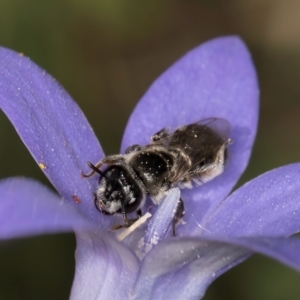 Leioproctus sp. (genus) at Fraser, ACT - 10 Jan 2024