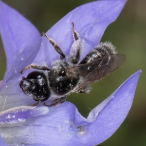 Leioproctus sp. (genus) at Fraser, ACT - 10 Jan 2024