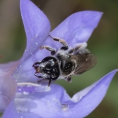 Leioproctus sp. (genus) at Fraser, ACT - 10 Jan 2024