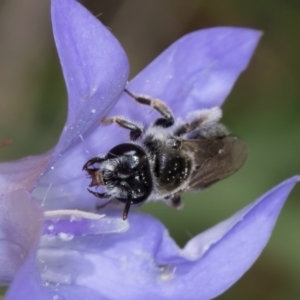 Leioproctus sp. (genus) at Fraser, ACT - 10 Jan 2024