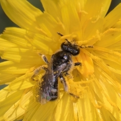 Lasioglossum (Chilalictus) sp. (genus & subgenus) (Halictid bee) at Dunlop Grassland (DGE) - 10 Jan 2024 by kasiaaus