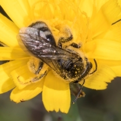 Lasioglossum (Chilalictus) sp. (genus & subgenus) at Dunlop Grassland (DGE) - 10 Jan 2024