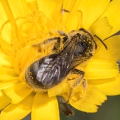 Lasioglossum (Chilalictus) sp. (genus & subgenus) at Fraser, ACT - 10 Jan 2024