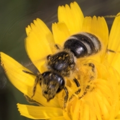 Lasioglossum (Chilalictus) sp. (genus & subgenus) at Fraser, ACT - 10 Jan 2024