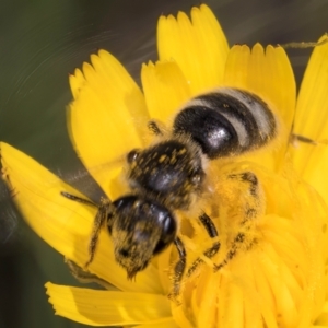 Lasioglossum (Chilalictus) sp. (genus & subgenus) at Dunlop Grassland (DGE) - 10 Jan 2024