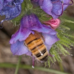 Apis mellifera (European honey bee) at Fraser, ACT - 10 Jan 2024 by kasiaaus