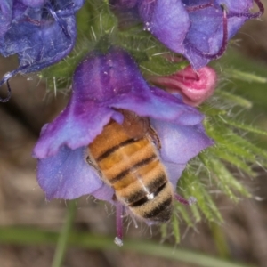 Apis mellifera at Fraser, ACT - 10 Jan 2024