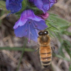 Apis mellifera at Fraser, ACT - 10 Jan 2024