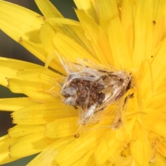 Heliocosma (genus) (A Tortricid moth) at Dunlop Grasslands - 10 Jan 2024 by kasiaaus
