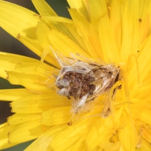 Heliocosma (genus) at Fraser, ACT - 10 Jan 2024