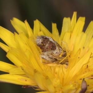 Heliocosma (genus) at Fraser, ACT - 10 Jan 2024