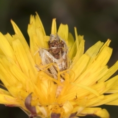 Heliocosma (genus) at Fraser, ACT - 10 Jan 2024 12:21 PM