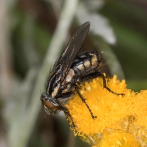 Oxysarcodexia varia at Fraser, ACT - 10 Jan 2024