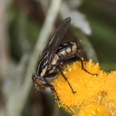 Oxysarcodexia varia (Striped Dung Fly) at Dunlop Grasslands - 10 Jan 2024 by kasiaaus