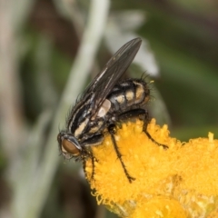 Oxysarcodexia varia at Fraser, ACT - 10 Jan 2024