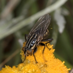 Oxysarcodexia varia at Fraser, ACT - 10 Jan 2024