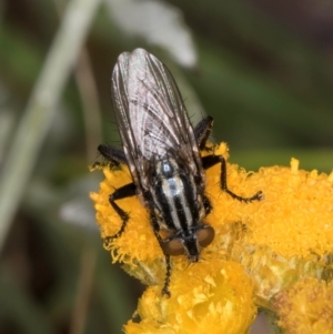 Oxysarcodexia varia at Fraser, ACT - 10 Jan 2024