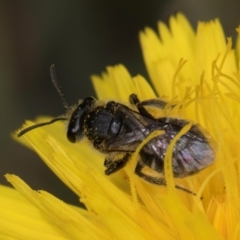 Lasioglossum (Chilalictus) sp. (genus & subgenus) (Halictid bee) at Fraser, ACT - 10 Jan 2024 by kasiaaus