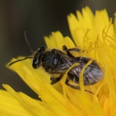 Lasioglossum (Chilalictus) sp. (genus & subgenus) (Halictid bee) at Dunlop Grasslands - 10 Jan 2024 by kasiaaus