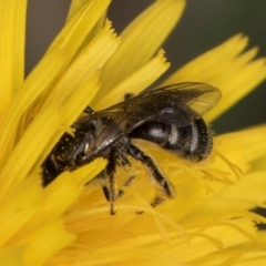 Lasioglossum (Chilalictus) sp. (genus & subgenus) (Halictid bee) at Dunlop Grassland (DGE) - 10 Jan 2024 by kasiaaus