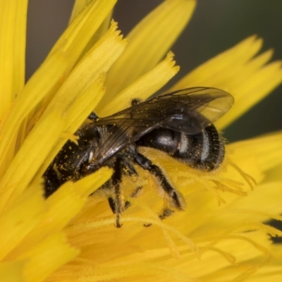 Lasioglossum (Chilalictus) sp. (genus & subgenus) (Halictid bee) at Fraser, ACT - 10 Jan 2024 by kasiaaus