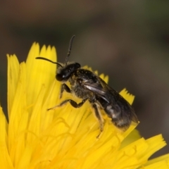 Lasioglossum (Chilalictus) sp. (genus & subgenus) at Fraser, ACT - 10 Jan 2024 12:33 PM