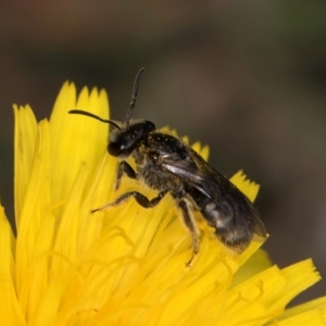 Lasioglossum (Chilalictus) sp. (genus & subgenus) at Fraser, ACT - 10 Jan 2024