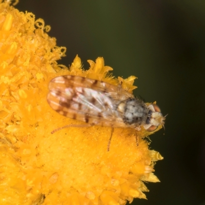 Austrotephritis pelia (Australian Fruit Fly) at Dunlop Grasslands - 10 Jan 2024 by kasiaaus