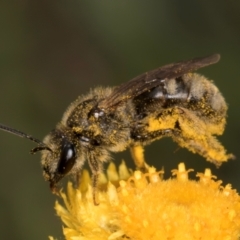 Lasioglossum (Chilalictus) sp. (genus & subgenus) (Halictid bee) at Fraser, ACT - 10 Jan 2024 by kasiaaus