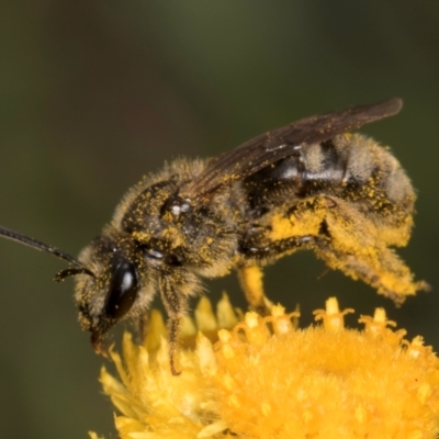 Lasioglossum (Chilalictus) sp. (genus & subgenus) (Halictid bee) at Dunlop Grassland (DGE) - 10 Jan 2024 by kasiaaus