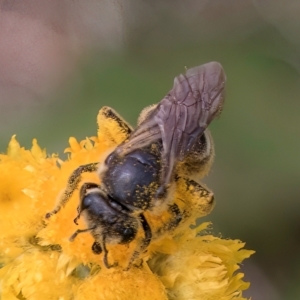 Lasioglossum (Chilalictus) sp. (genus & subgenus) at Fraser, ACT - 10 Jan 2024