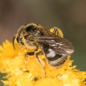 Lasioglossum (Chilalictus) sp. (genus & subgenus) at Fraser, ACT - 10 Jan 2024