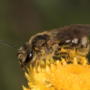 Lasioglossum (Chilalictus) sp. (genus & subgenus) at Dunlop Grassland (DGE) - 10 Jan 2024