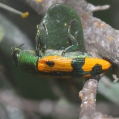 Castiarina scalaris (Scalaris jewel beetle) at Kenny, ACT - 10 Jan 2024 by Harrisi