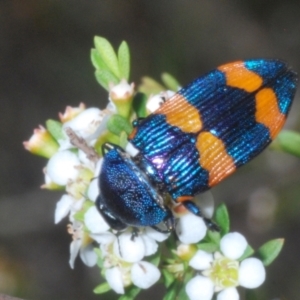 Castiarina klugii at Tinderry, NSW - suppressed