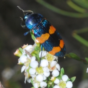 Castiarina klugii at Tinderry, NSW - 10 Jan 2024