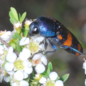 Castiarina klugii at Tinderry, NSW - 10 Jan 2024