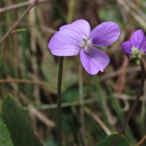 Viola betonicifolia at Top Hut TSR - 11 Nov 2023