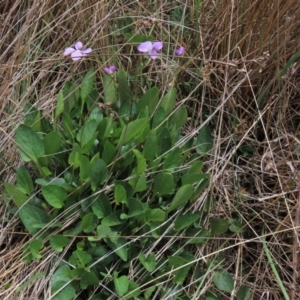 Viola betonicifolia at Top Hut TSR - 11 Nov 2023