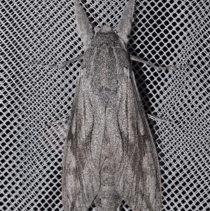 Endoxyla nubila at QPRC LGA - suppressed
