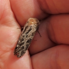 Oncopera alpina (Alpine Corbie) at Top Hut TSR - 11 Dec 2023 by AndyRoo