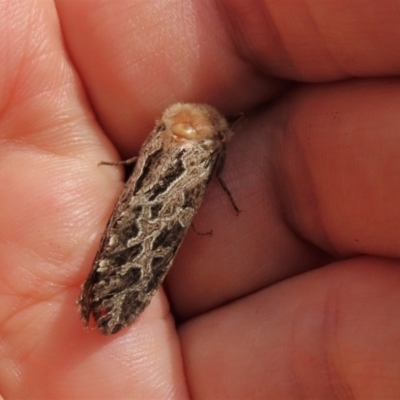 Oncopera alpina (Alpine Corbie) at Top Hut TSR - 10 Dec 2023 by AndyRoo