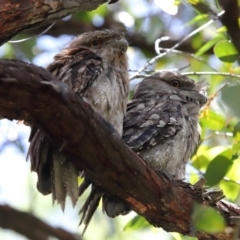 Podargus strigoides (Tawny Frogmouth) at Ormiston, QLD - 9 Jan 2024 by TimL