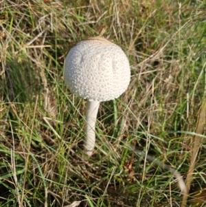 Macrolepiota dolichaula at Taylor, ACT - 11 Jan 2024 07:42 AM