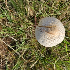 Macrolepiota dolichaula at Taylor, ACT - 11 Jan 2024 07:42 AM